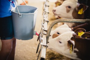 Kälbchen tränken -ab zum bauernhof